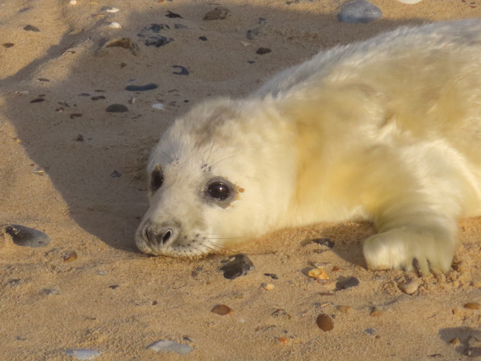 Shows grey seal pup on the sandy beach