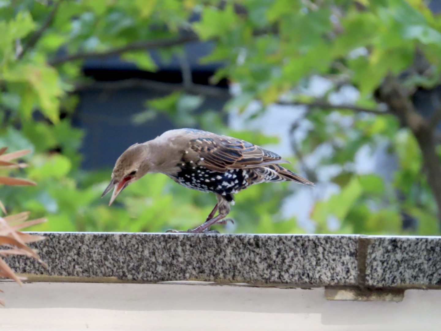 Photo: Lesley Scoble | Starling near St Pauls, London