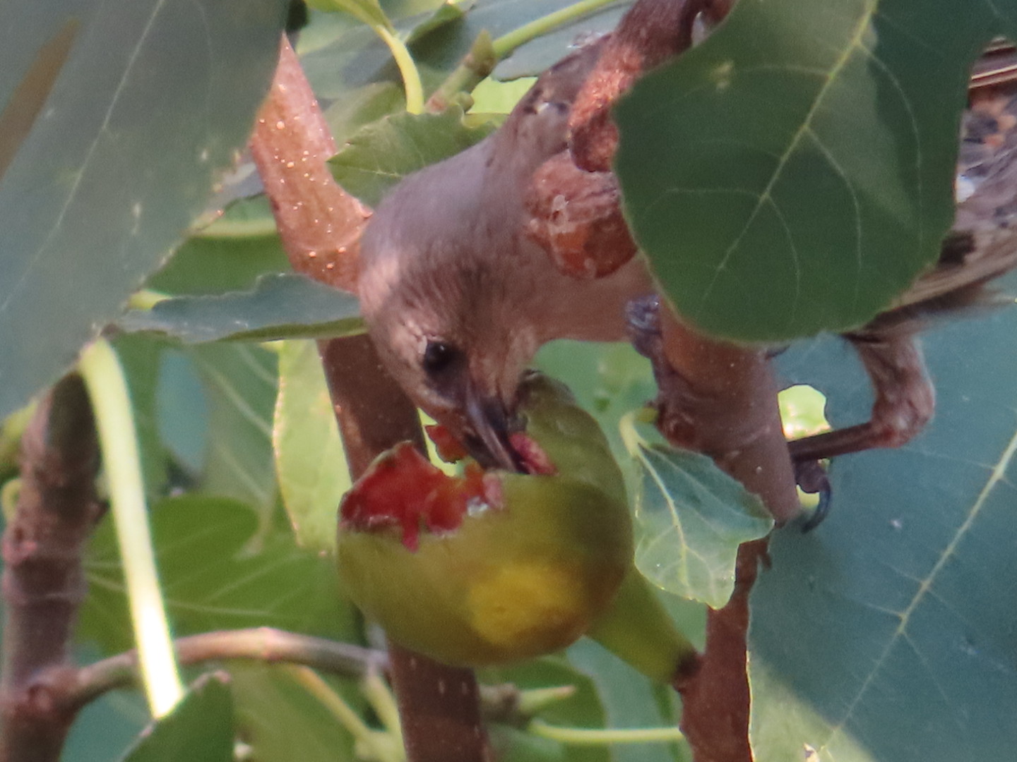 Starling eating a ripe fig