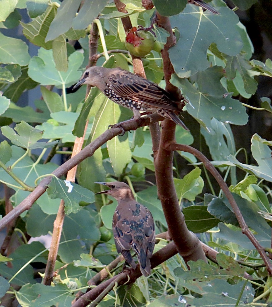 Starlings eating ripe figs in London