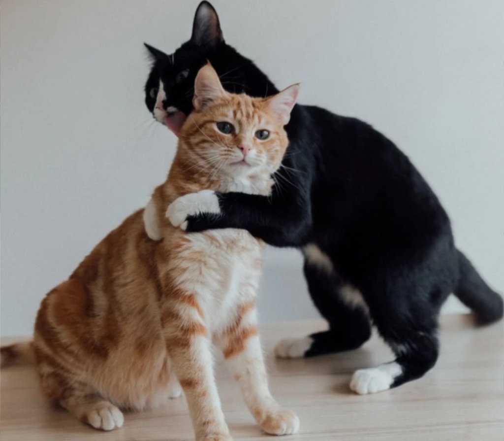 The Black Cat and the Ginger Tom: a limerick