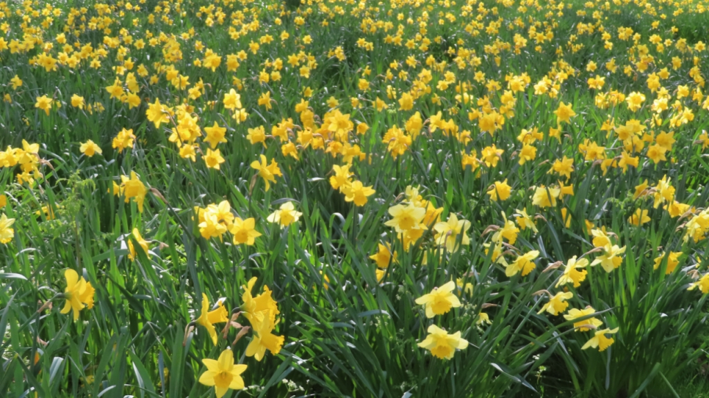 A Host of Golden Daffodils? a free verse poem