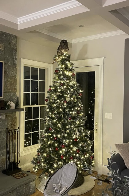 The image depicts a cozy living room with a tall Christmas tree decorated with white lights, red ornaments, pinecones. In place of a star or tree topper is a barred owl. We see a window to the left of the tree, and a door with a glass windowpane to the right. It is night outside. We also see the exposed stone of a fireplace, and a tool set that is placed on its base.