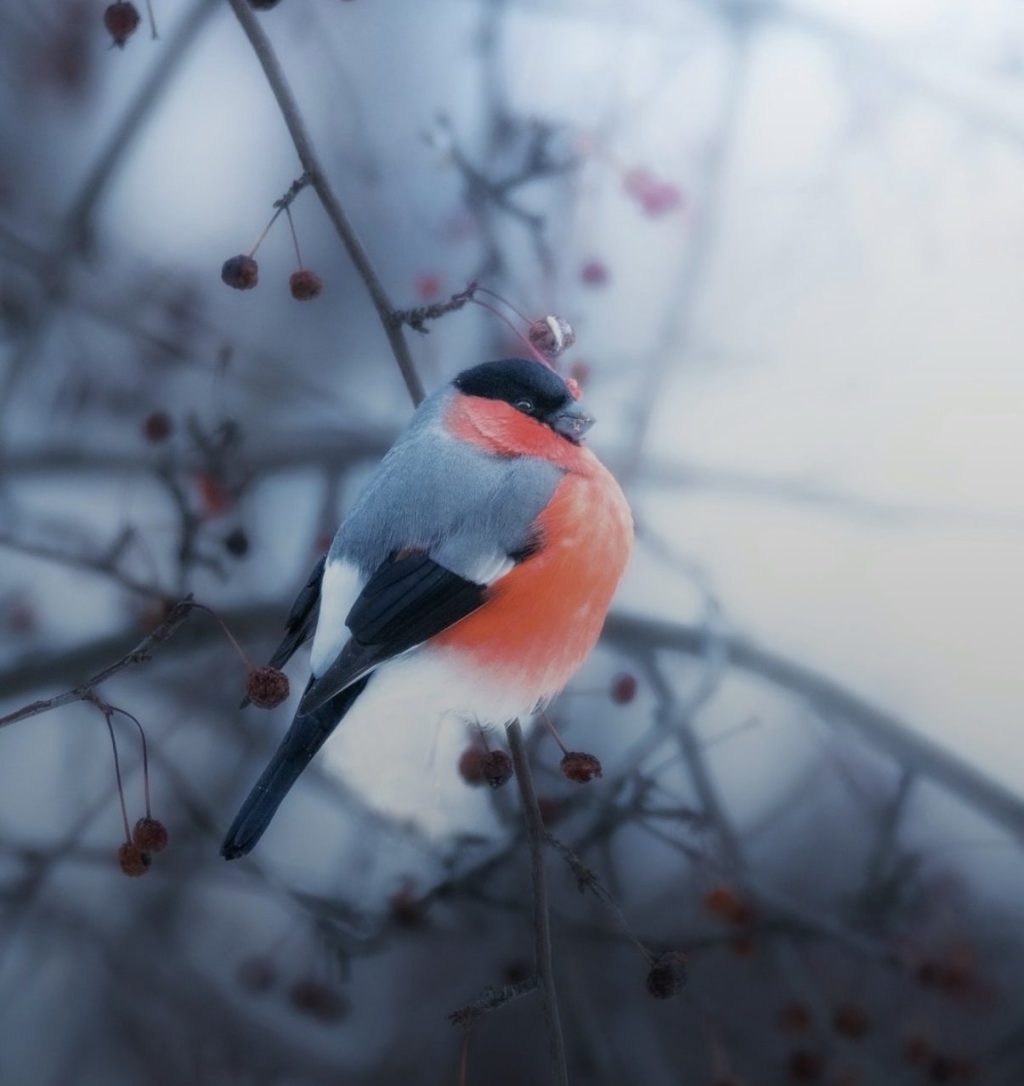 Winter Bullfinch: Free Verse Poem