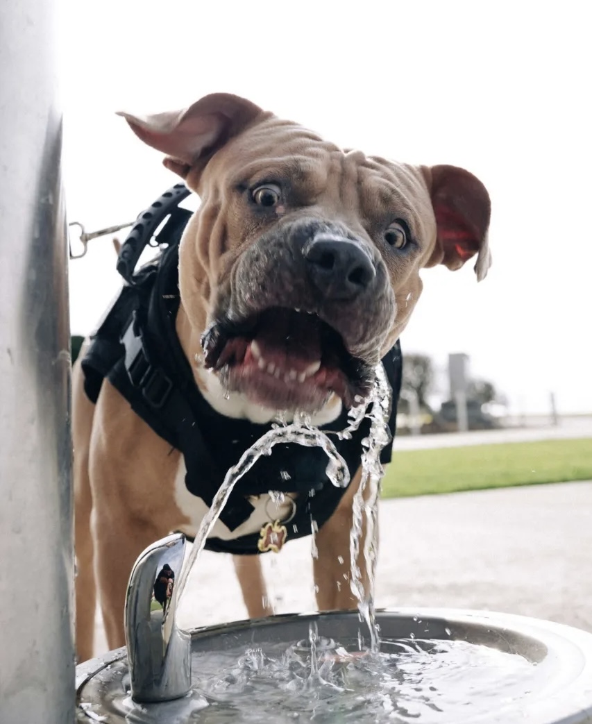 Dawg: Free Verse Poem (And&nbsp;Audio)