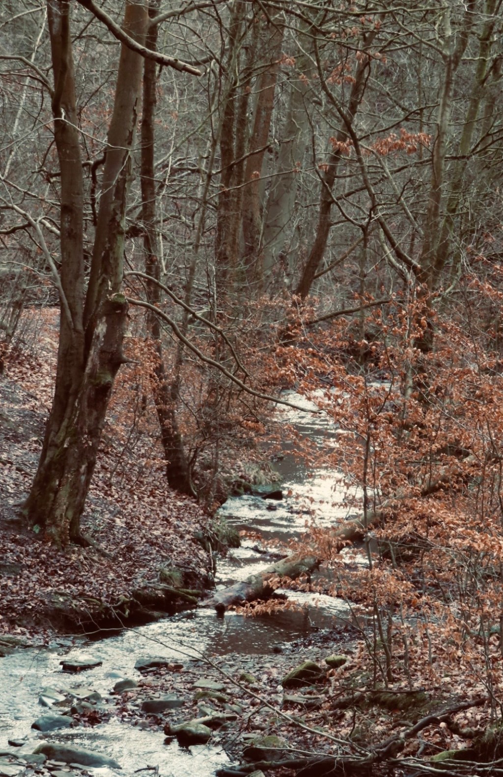 The Quiet Wood:&nbsp;Haibun