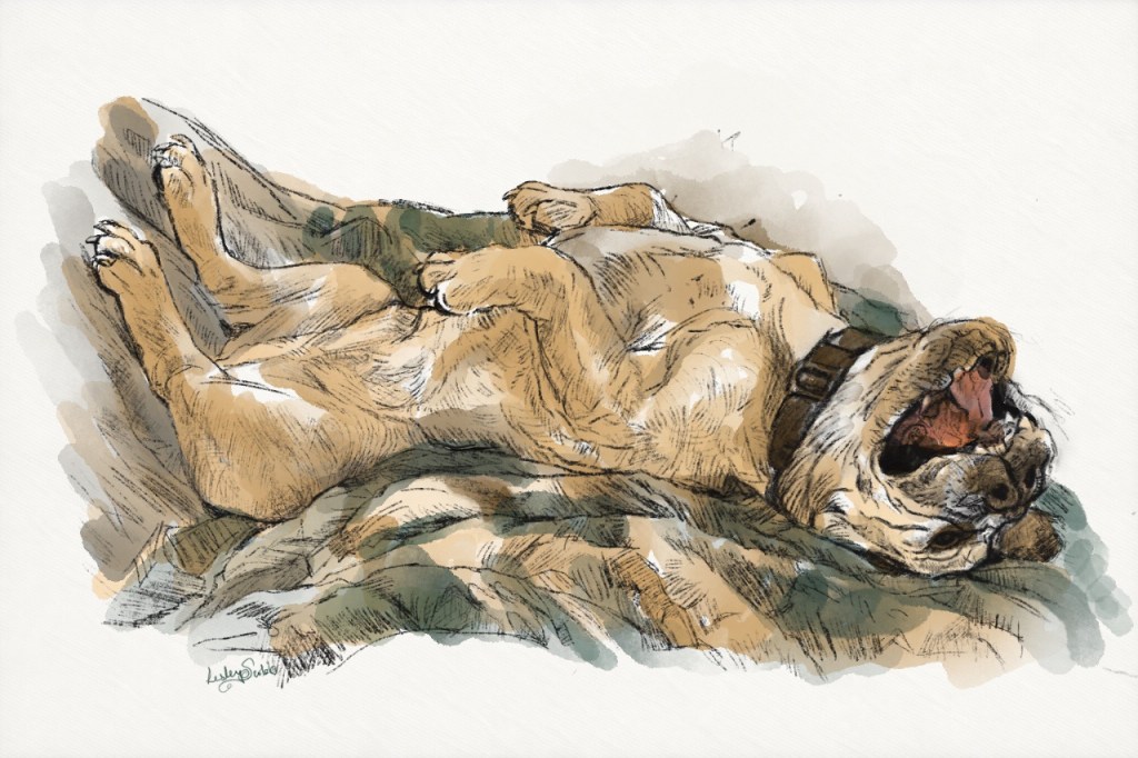 The Dog: A Quadrille Poem