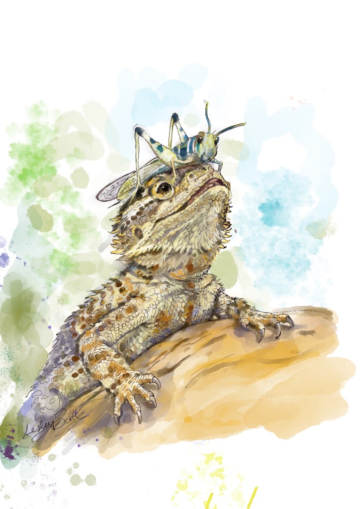 The image shows a hand painted drawing in ink and watercolour of a bearded dragon with a locust perched on its head. It is painted in a storybook style.

The illustration is by Lesley Scoble.