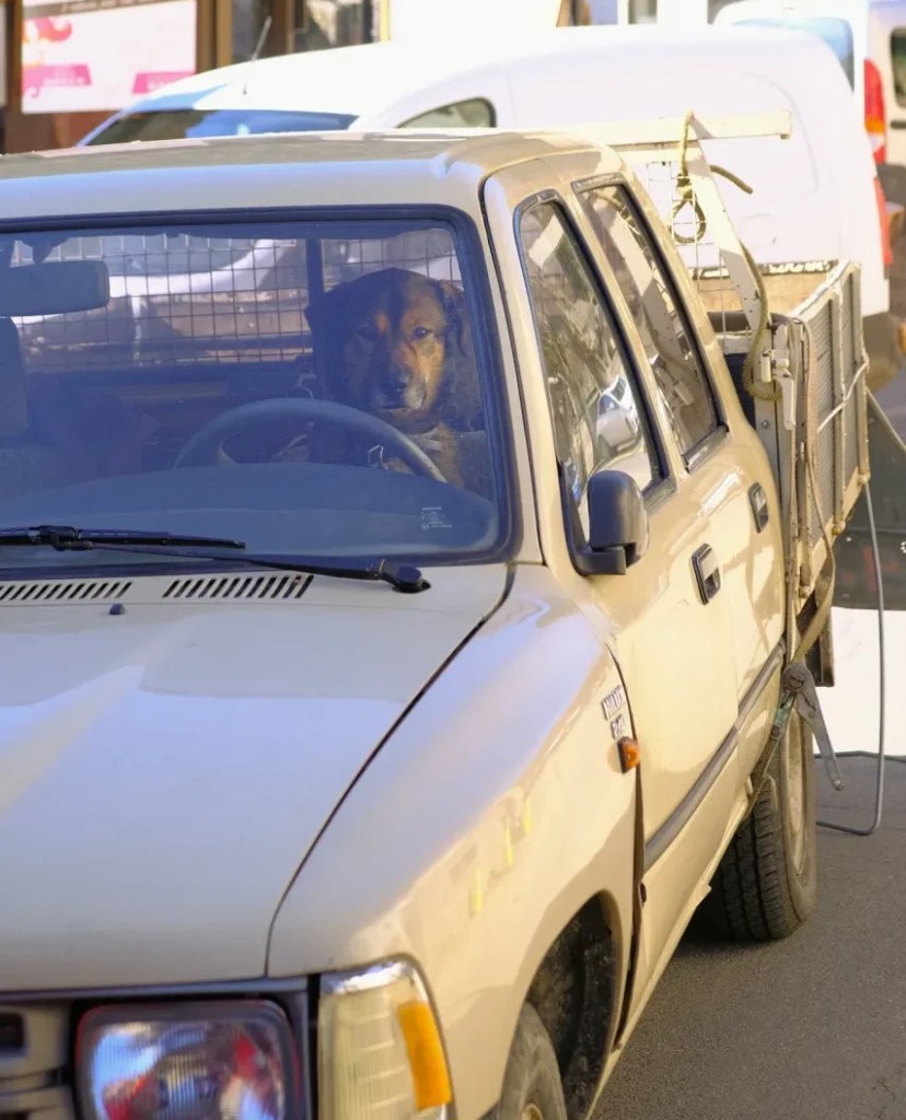 The image depicts a dog sitting in the driver’s seat of a small truck. There does not appear to be anyone else inside. There are other vehicles behind the one with the dog.