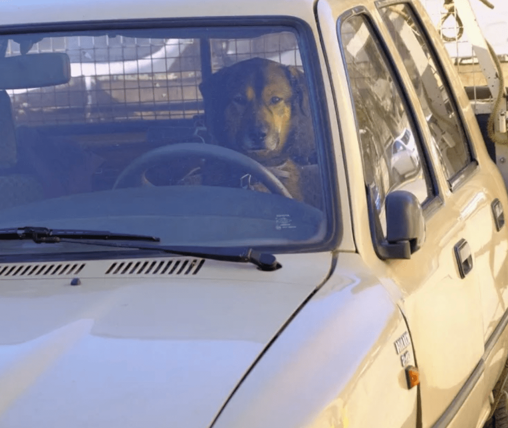Dog in a Truck: poem and&nbsp;song🎶