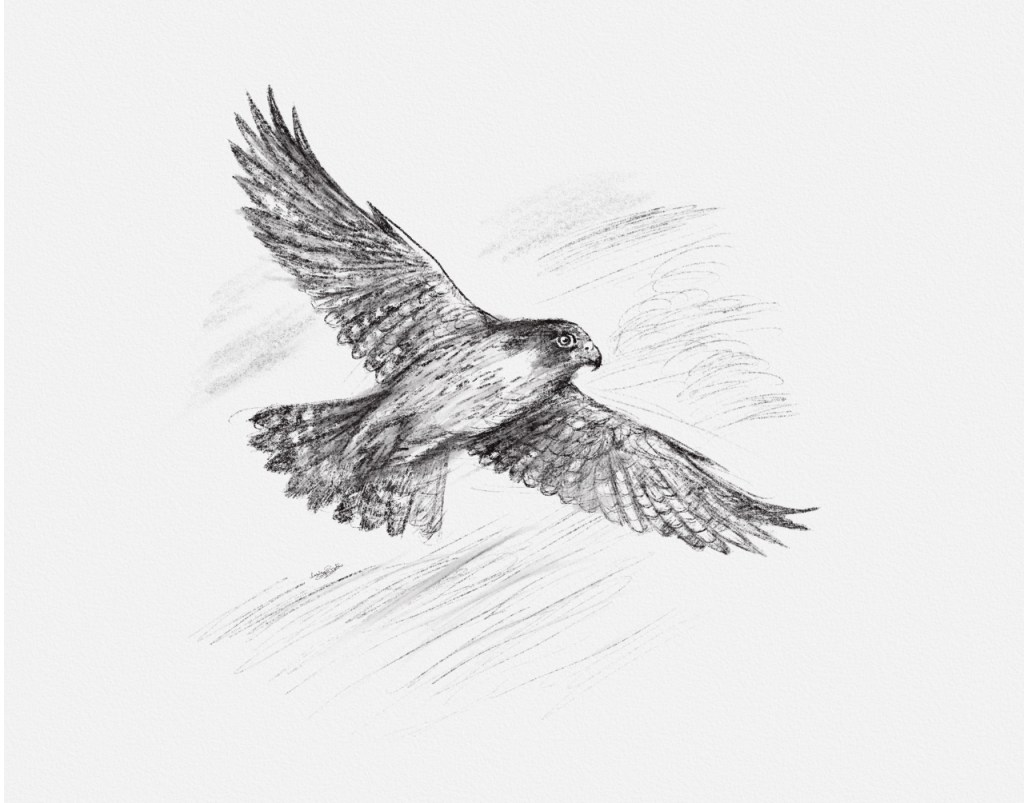 Peregrine: free verse&nbsp;poem