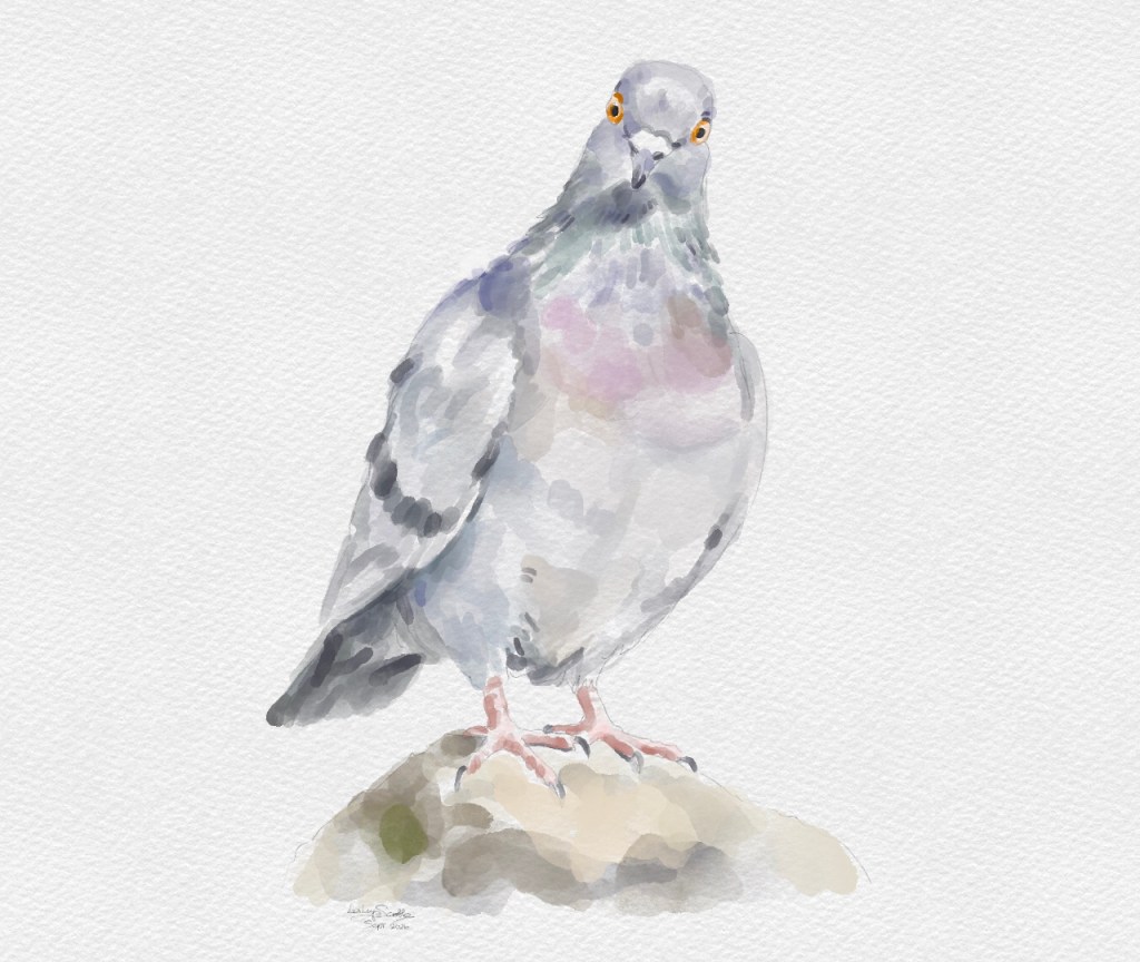 O Fine Feral Rock Dove: an ode and audio narration&nbsp;🎵