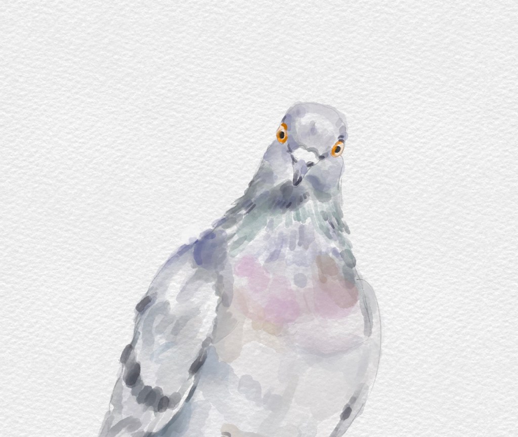 O Fine Feral Rock Dove: an ode and audio narration 🎵