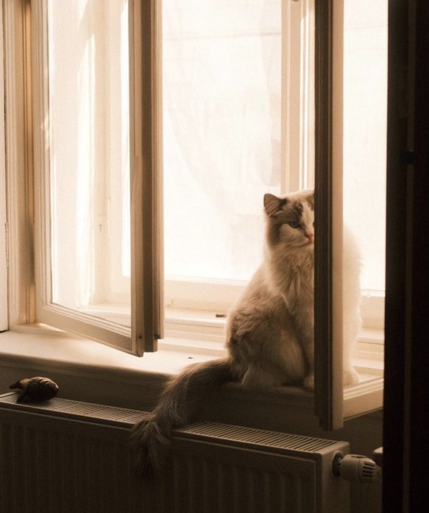 This image shows a fluffy cat sitting in a half opened window where it can see both outside and inside the room. Its tail is hanging down the window sill. Outside the window, the scene is foggy and nothing is visible.
