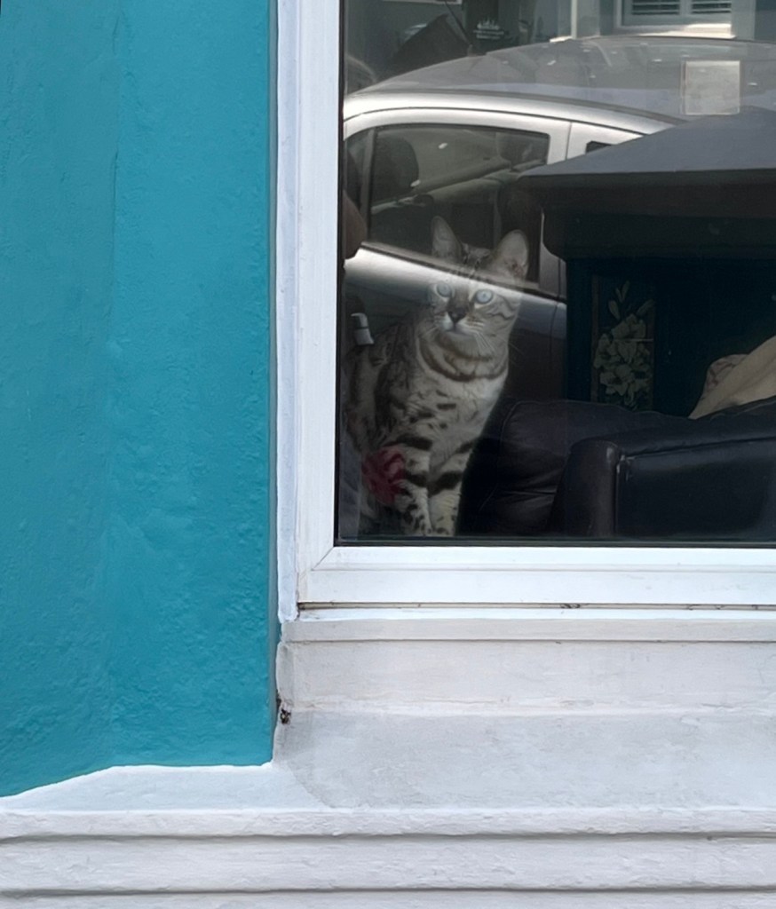 Photograph of a striped cat sitting indoors behind a window, looking out through the glass. Reflections of a parked silver car appear on the window, while a bright turquoise-blue exterior wall and white window frame surround the scene.